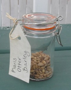Maris Otter Barley