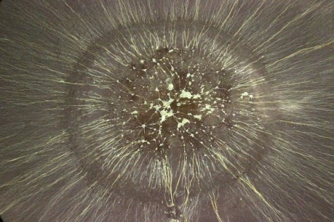 Yeast and Molasses IMG_4669